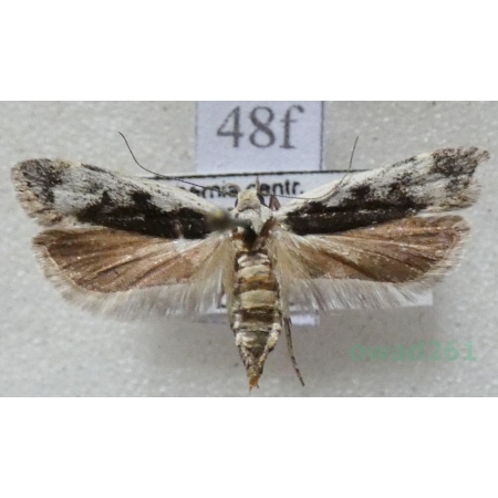 Anacampsis blattariella (Hübner, 1796) Czech48f